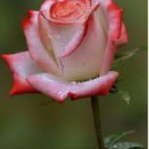 Meet your Posher, Mohamed